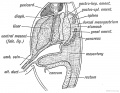 Fig. 216. The Relationship of the Spleen, Pancreas, and Liver to the Mesogastrium in the Embryo.