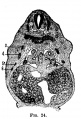 Fig 24 human embryo 11 mm