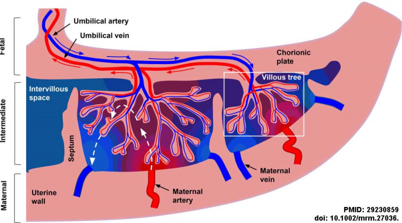 File:Placental blood flow 01.jpg