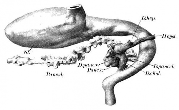 Pancreas reconstruction from a human embryo of 13.6 mm