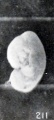 Fig. 211. Normal, poorly preserved cat fetus of approximately the same length.