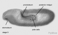 Stage 9 drosophila.jpg
