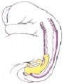 Urogenital sinus 001 icon.jpg