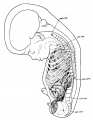 Fig 4. 65 mm embryo