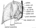 Fig. 219. The Arrangement of Vessels in the Dorsal week (diagrammatic).