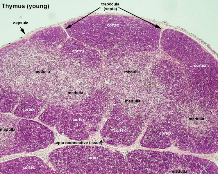 File:Thymus histology 06.jpg